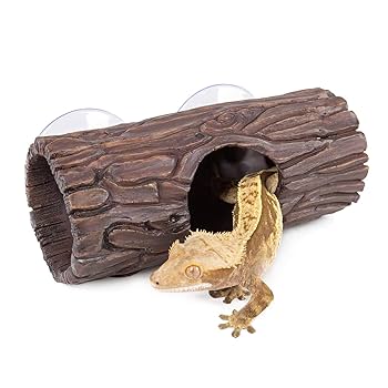 新品　ジェリーキャット　ヤモリ　家守　トカゲ　爬虫類　Gunner Gecko JELLY CAT - 新品 ジェリーキャット ヤモリ 家守 トカゲ 爬虫類